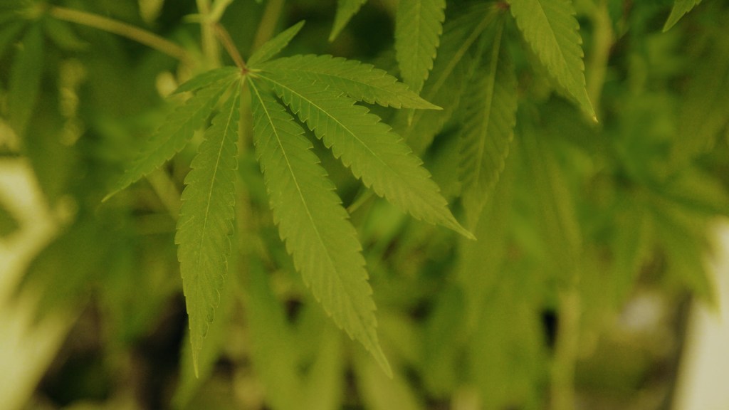 California is one of 18 states, plus Washington, D.C., that has legalized marijuana for recreational use. Photo by VICE News.