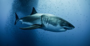 An Enormous Shark Ruled the Seas Before the Megalodon, Fossils Reveal