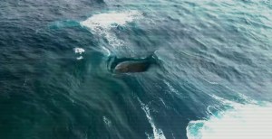 Australia’s ‘Ocean Glitch’ Is a Weird Wave Vortex Nobody Can Fully Explain