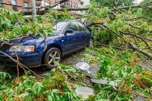 tree on car
