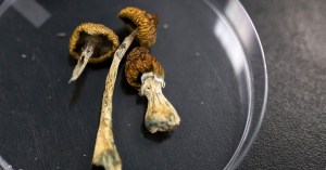 psilocybin-might-also-be-an-excellent-anti-aging-drug