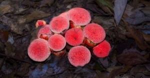 Scientists Found a Plant That Gave Up on Photosynthesis Entirely