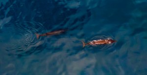 Scientists Just Found a Dangerous Virus in Arctic Whales Using Drones