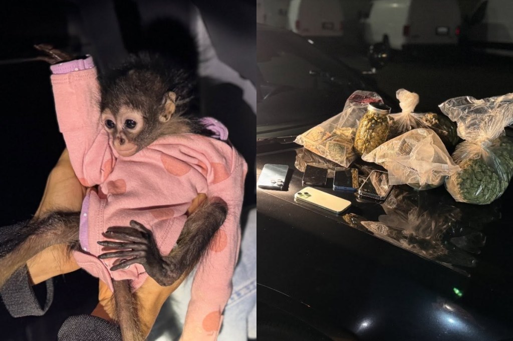 A Spider Monkey in a Onesie, a Rolls-Royce, and a Shit-Ton of Weed. A California DUI Story.