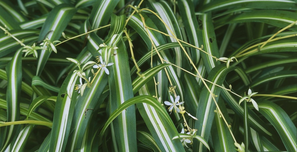 Spider Plants Might Have Their Own Version of a Placenta and Umbilical Cord, Study Finds