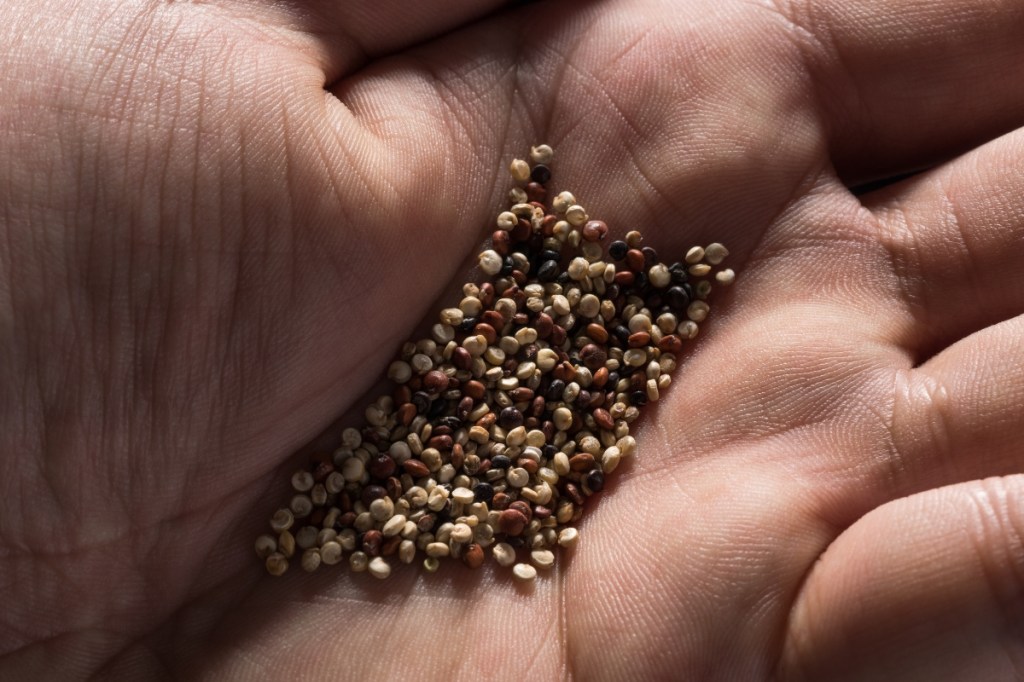 This Brewery Is Making Beer With Quinoa—Here’s What It Tastes Like
