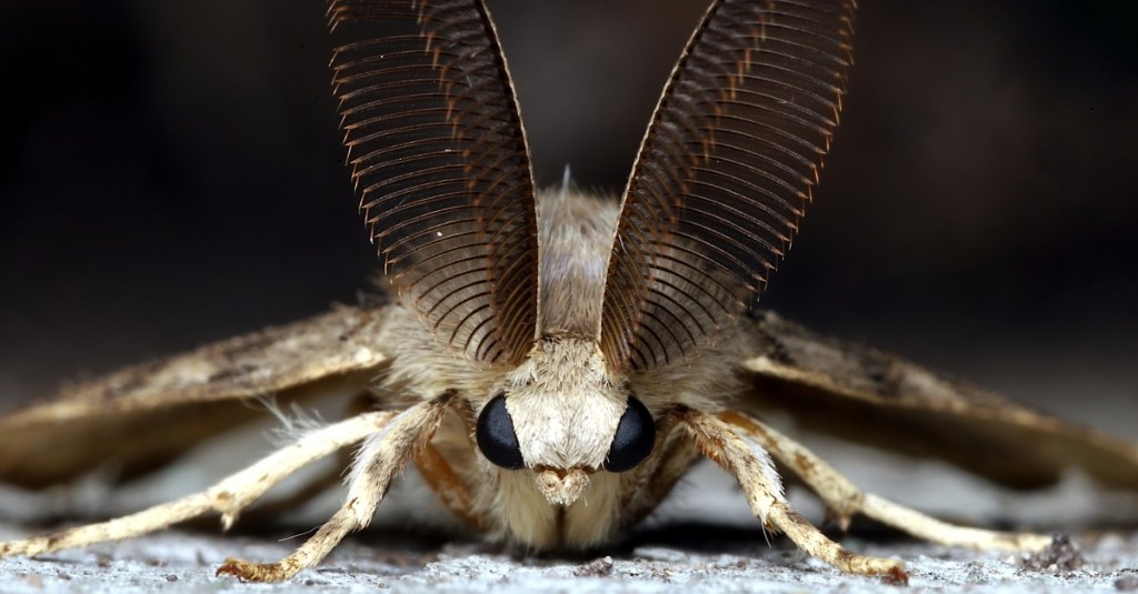 Vermont Moths Were Caught on Camera Drinking Moose Tears