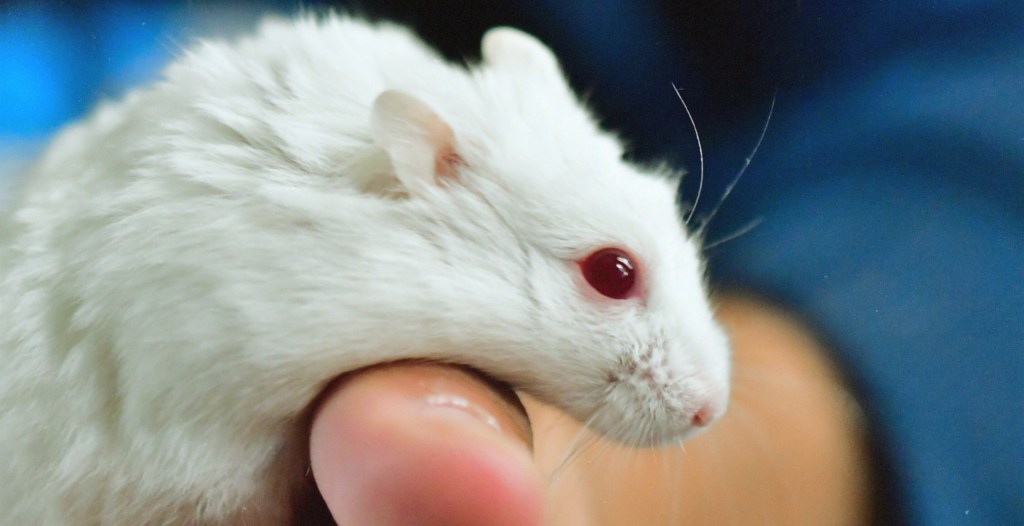 What Happens When Lab Mice Are Released Into the Wild?